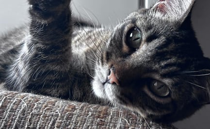 ¿Por qué les dicen “michis” a los gatos?; descubre el origen de este cariñoso apodo