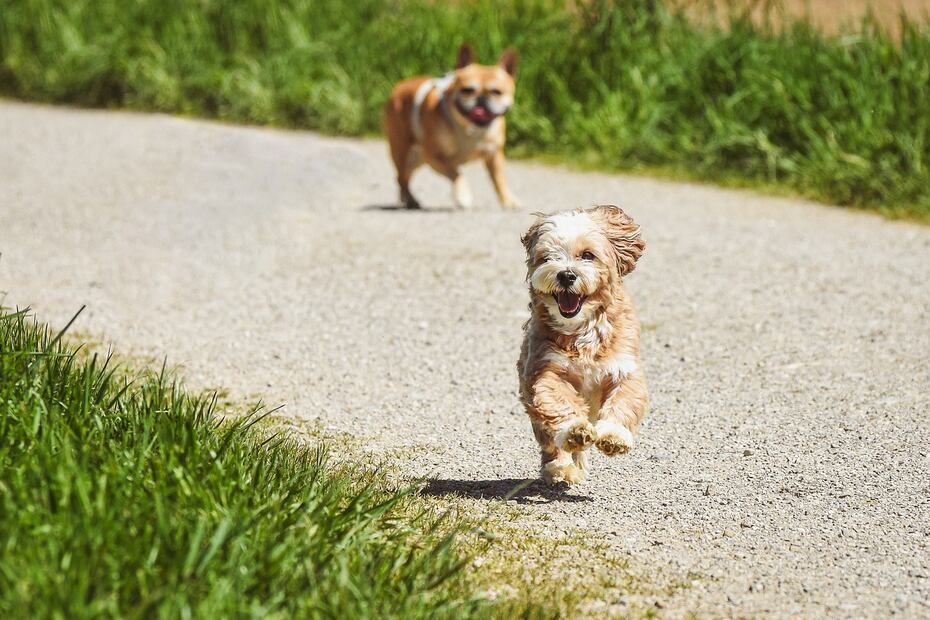 Razas de perros. Fuente: Pixabay