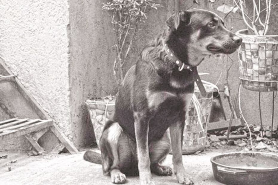 Los perros que han robado el corazón de los mexicanos
