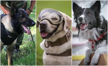 En el Día Nacional del Binomio Canino recordamos a Frida, Proteo y Athos, perritos rescatistas