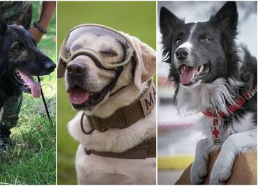 En el Día Nacional del Binomio Canino recordamos a Frida, Proteo y Athos, perritos rescatistas
