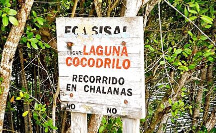 Hallan un cocodrilo moreletti desollado y muerto en Yucatán