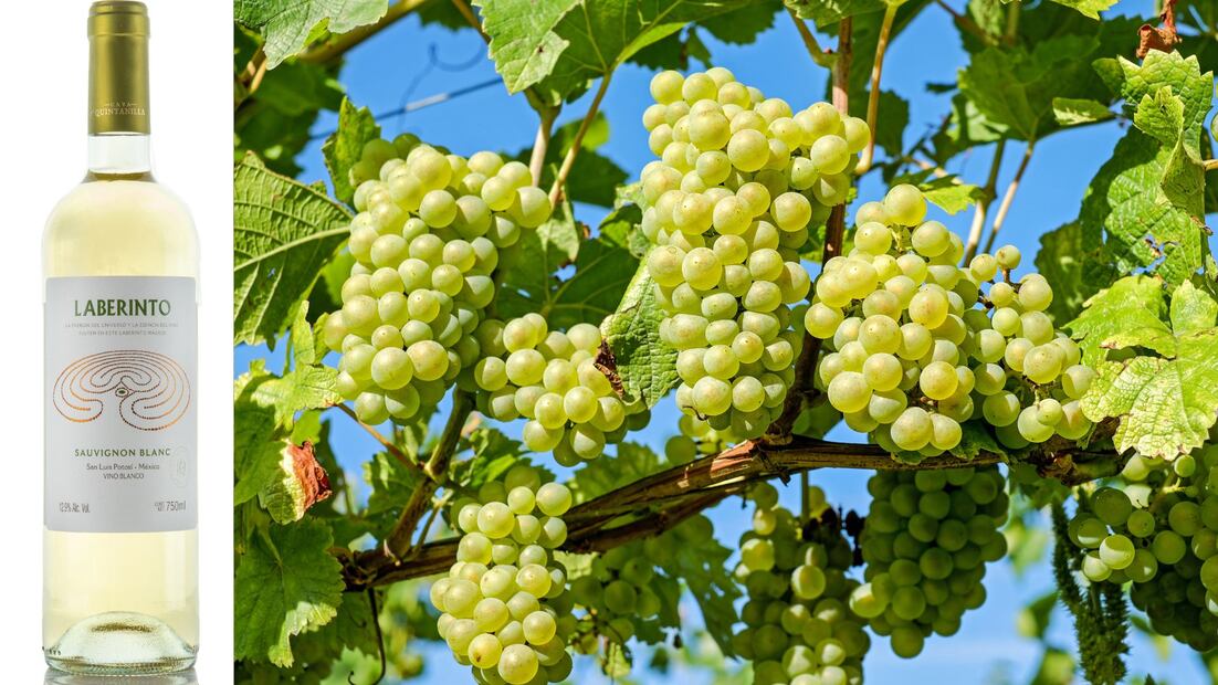 Cava Quintanilla Laberinto Sauvignon Blanc. Foto: Especial