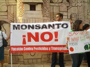 Gobierno de Yucatán acatarán fallo de SCJN sobre transgénicos; colectivos se inconforman
