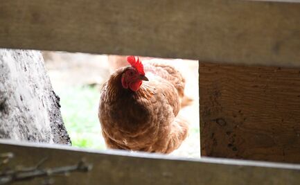 México debe estar pendiente de la influenza H5N1: experto de la UNAM; en 2024 el virus tuvo cambios relevantes