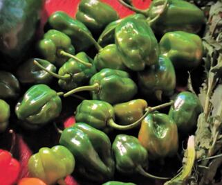 Por TV UNAM, el documental "El chile. Un fruto ardiente"