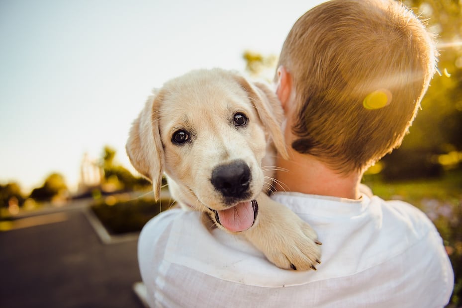 Perro. Fuente: Pixabay