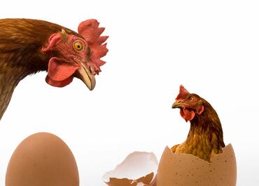 ¿Qué fue primero el huevo o la gallina? La UNAM resuelve el misterio