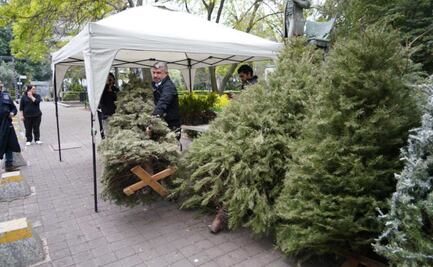 No los tires, recicla; alcaldía Miguel Hidalgo pone en marcha 9 centros de acopio para arboles de Navidad