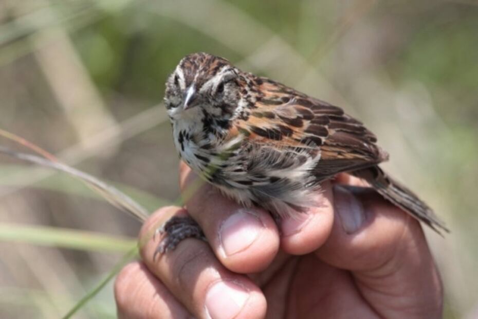 Pajarear, la actividad de antaño para proteger a las aves