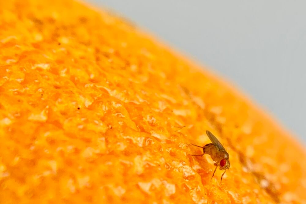 Foto: Universidad de Rockefeller