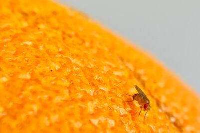 Moscas modificadas genéticamente son capaces de reproducirse sin ayuda de un macho