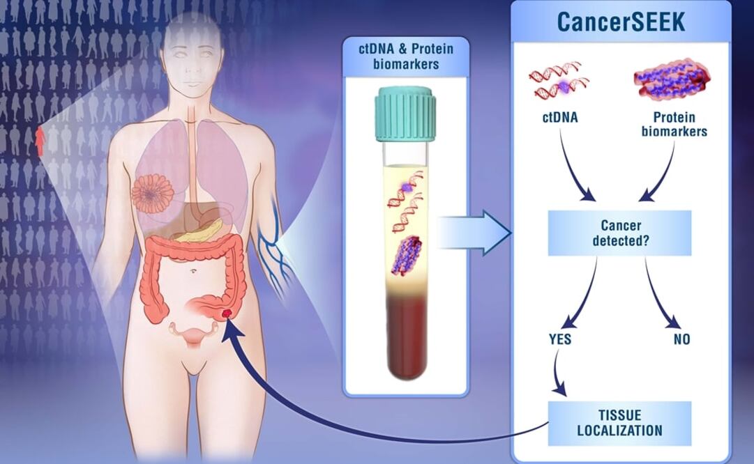 (Credito: Elizabeth Cook y Kaitlin Lindsay. Johns Hopkins )
