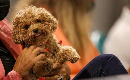 Golpes de calor en primavera también afectan a tus mascotas