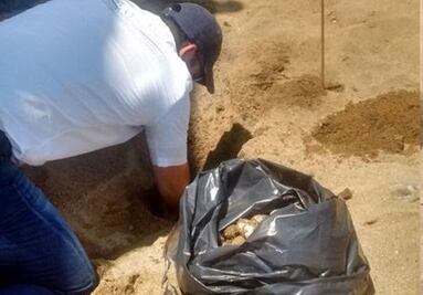 Profepa recupera 97 huevos de tortuga Golfina en Colima