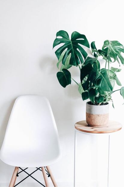 Plantas que sirven para decorar la habitación y mejorar tu salud