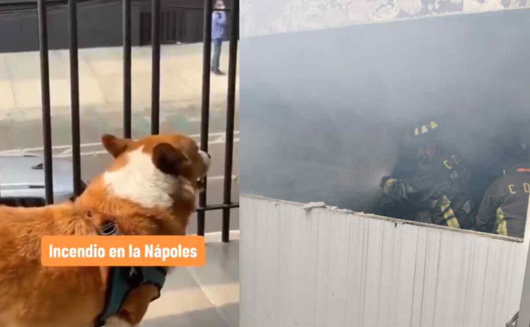 Un perro responde a los ladridos de los caninos atrapados en el edificio en llamas en la Nápoles Foto: Especial