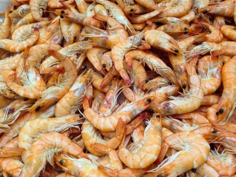 iPescado, para comprar pescados y mariscos mexicanos sostenibles