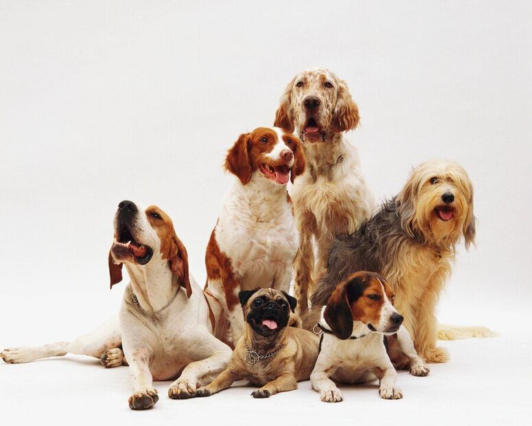 Los perros tienen una vida más bien corta. Fuente: Freepik.