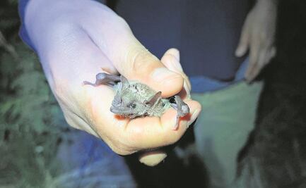 Protegen a los murciélagos para salvar al maguey