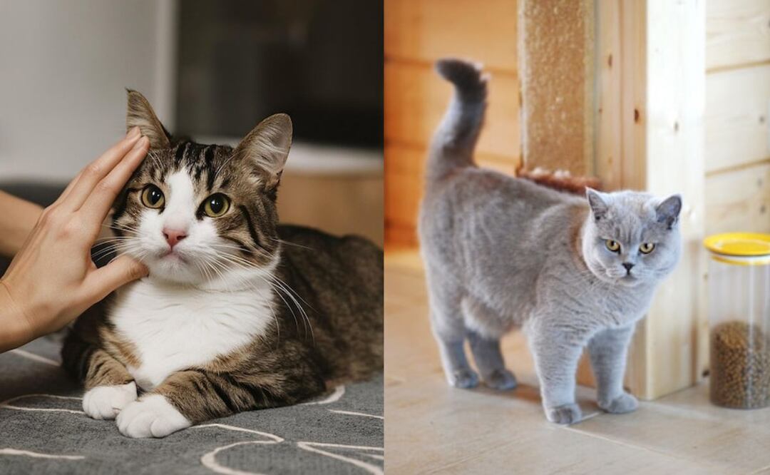 Existen varias razones comunes por las que un gato puede orinar fuera de su caja. Fuente: Freepik.