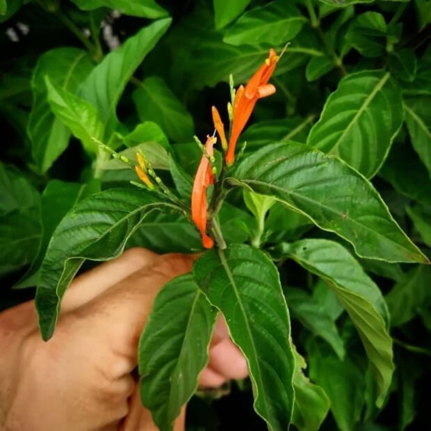 Conoce las propiedades medicinales de la infusión de muicle 