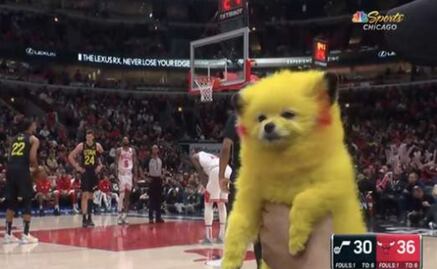 Un aficionado llevó a su perro pintado como Pikachú a la NBA y recibió una multa