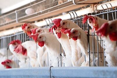 Detectan en EU primer contagio humano de cepa de virus de gripe aviar nunca antes reportada en personas