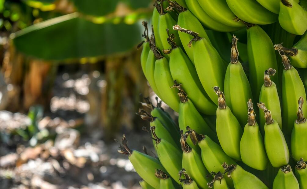 Plátano para dormir mejor. Foto: Pexels