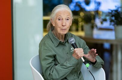 Fallece Jane Goodall, científica que dedicó su vida a los chimpancés