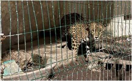 Catean vivienda del exedil de Tancanhuitz, SLP; aseguran armas, un leopardo y presunta evidencia del asesinato de Franco Larraga