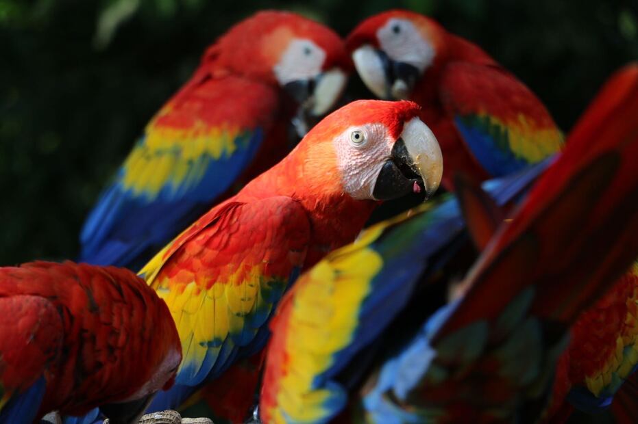 Las guacamayas son de las especies más afectadas por el tráfico de animales. Foto Napoleón Fillat