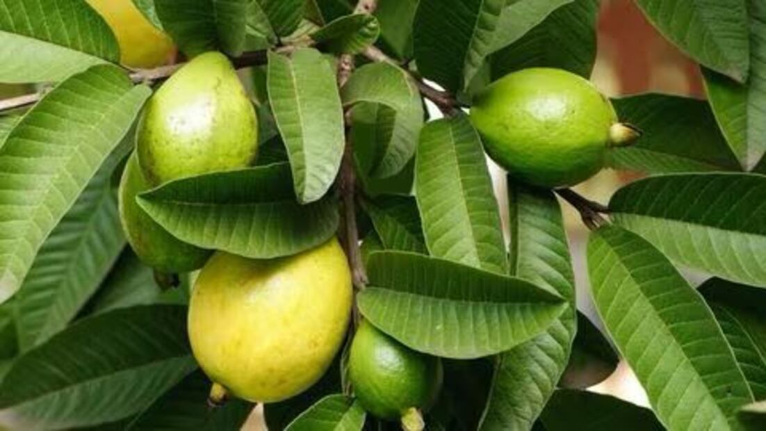 Explorando las maravillas de la Guayaba. Fuente: Freepik.