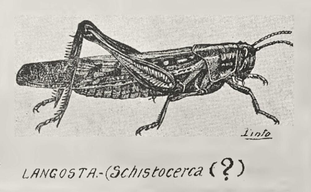 En la capital, cientos de “saltones” invadieron terrenos baldíos y parques. Funcionarios capitalinos solicitaron a las primarias llevar a sus estudiantes a sitios infestados para que pisaran la mayor cantidad de insectos que pudieran. Foto: Hemeroteca EL UNIVERSAL.