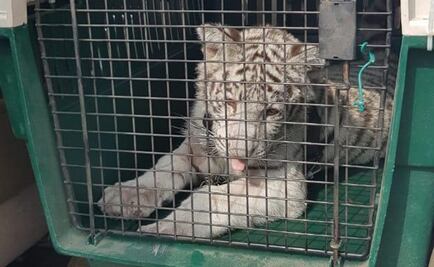 FGR asegura un cachorro de tigre blanco en Veracruz