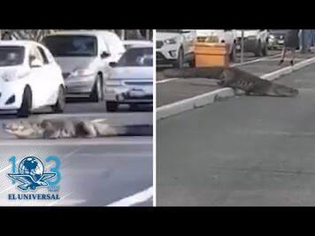 Cocodrilo de más de 2 metros de largo se pasea por calles de Tampico