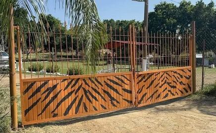 Leona ataca y mata a empleado de zoológico en Altamira, Tamaulipas; víctima presuntamente intentaba darle su comida