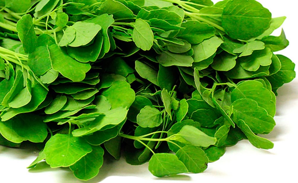 Así puedes sustituir el cilantro en tus comidas. Foto: Secretaría de Agricultura y Desarrollo Rural