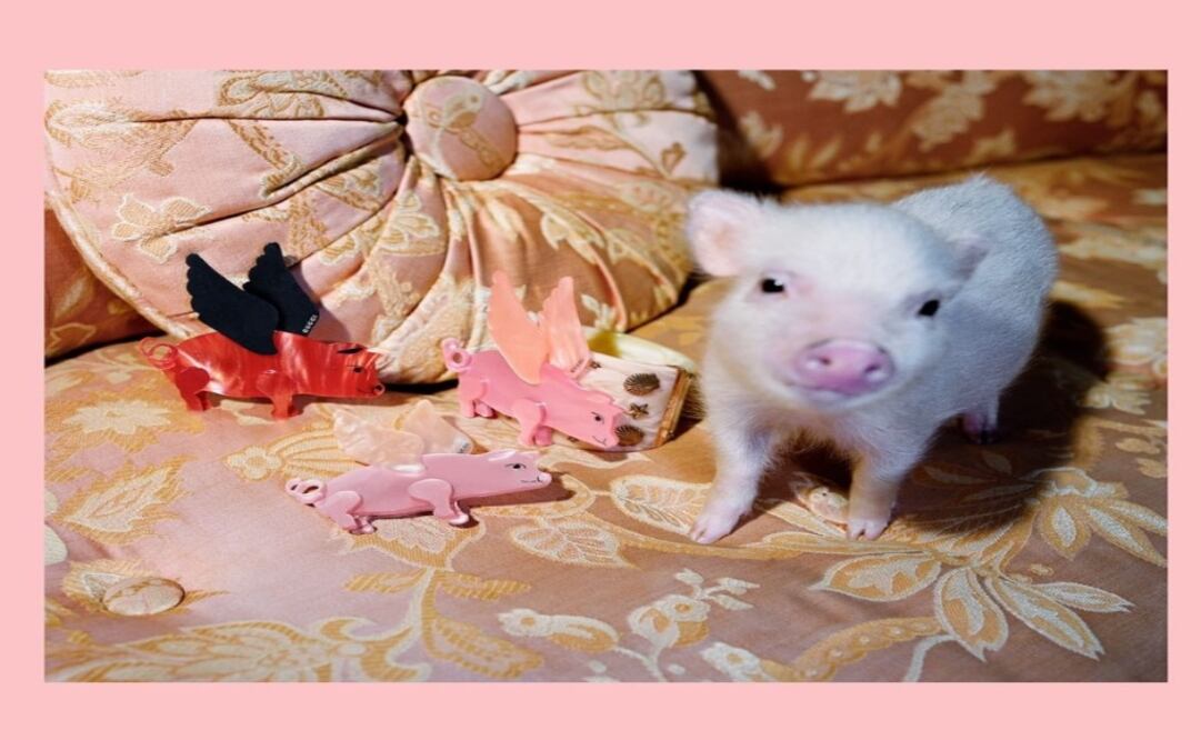 Cerdo celebrado en el año chino