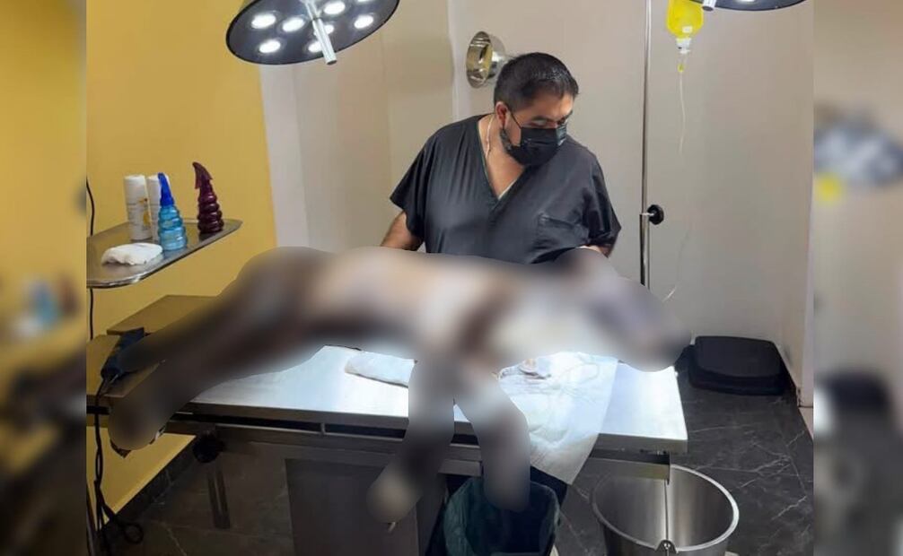 Un médico veterinario de la UPA acudió al domicilio donde se registraron los hechos. Foto: Especial