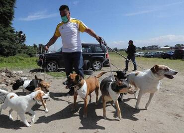 Familia perruna: Ale y su esposo dedican su vida a rescatar perritos, tienen 22 y cambian hasta sus vacaciones por cuidarlos
