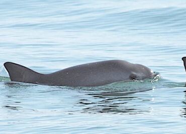 Civil organizations demand destitution of Fishery Department Director over vaquita case