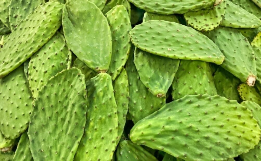 ¿Pero qué tal anoche? reduce los malestares de la cruda con nopales