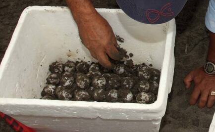 Caen 5 con más de 700 huevos de tortuga en Jalisco