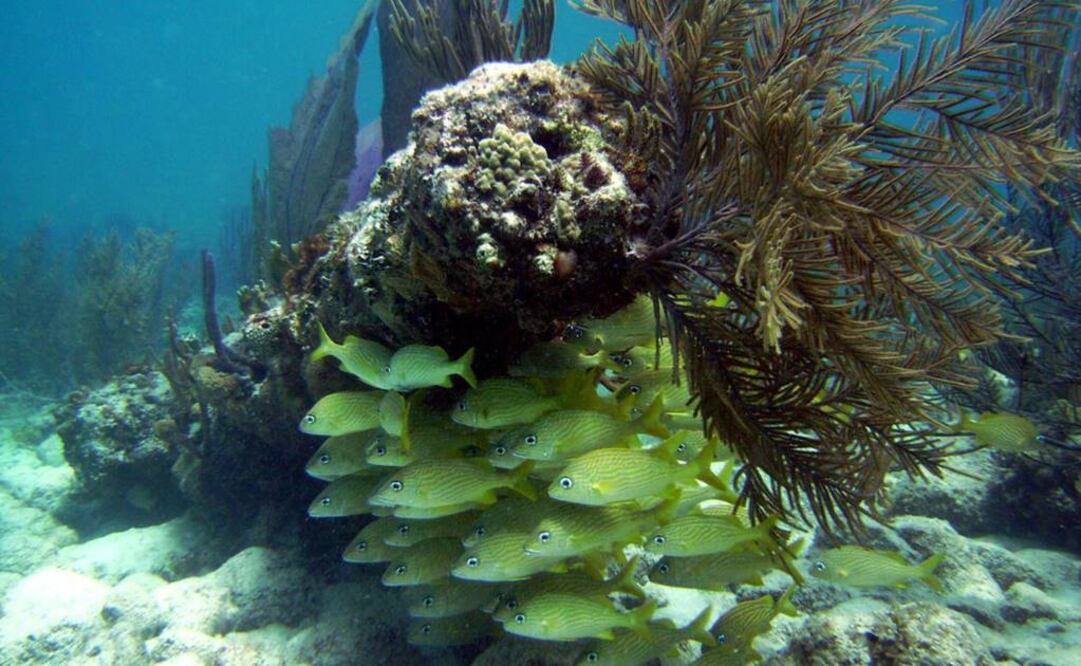 Del 33 al 50% de los sistemas arrecifales que habitan en todo el mundo se han perdido. Foto: Archivo