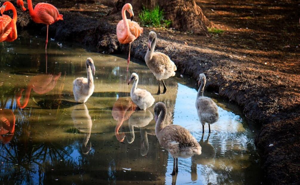 Eclipse solar “engañará” a animalitos del Zoo de Morelia. Foto: Especial