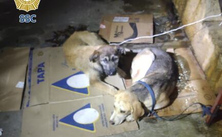 Brigada de Vigilancia Animal rescata a dos perritas en situación de abandono en alcaldía Tlalpan; una de ellas tiene una lesión grave