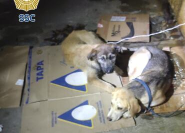 Brigada de Vigilancia Animal rescata a dos perritas en situación de abandono en alcaldía Tlalpan; una de ellas tiene una lesión grave