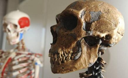 La evolución eliminó genes neandertales del genoma humano
