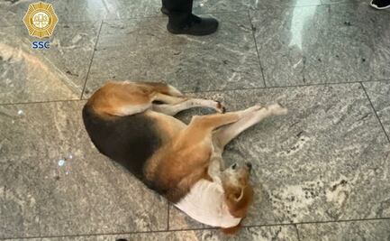 Policías intervienen por un "lomito" presuntamente abandonado en plaza comercial; un cliente lo rescata y lo lleva al veterinario